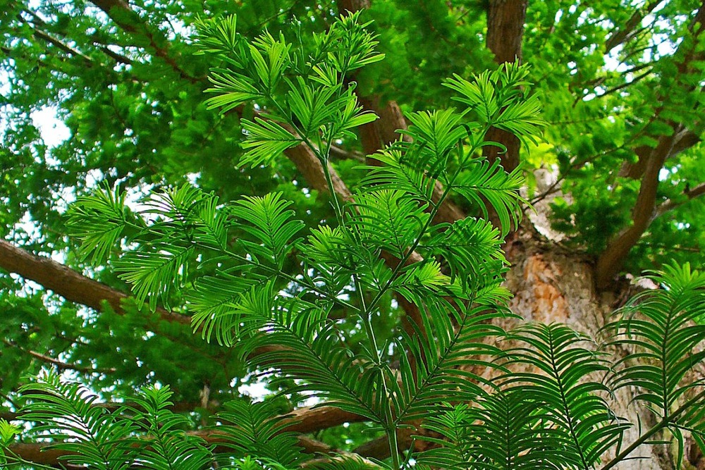 Sapin d'eau - 60 graines - avec substrat - metasequoia glyptostroboides