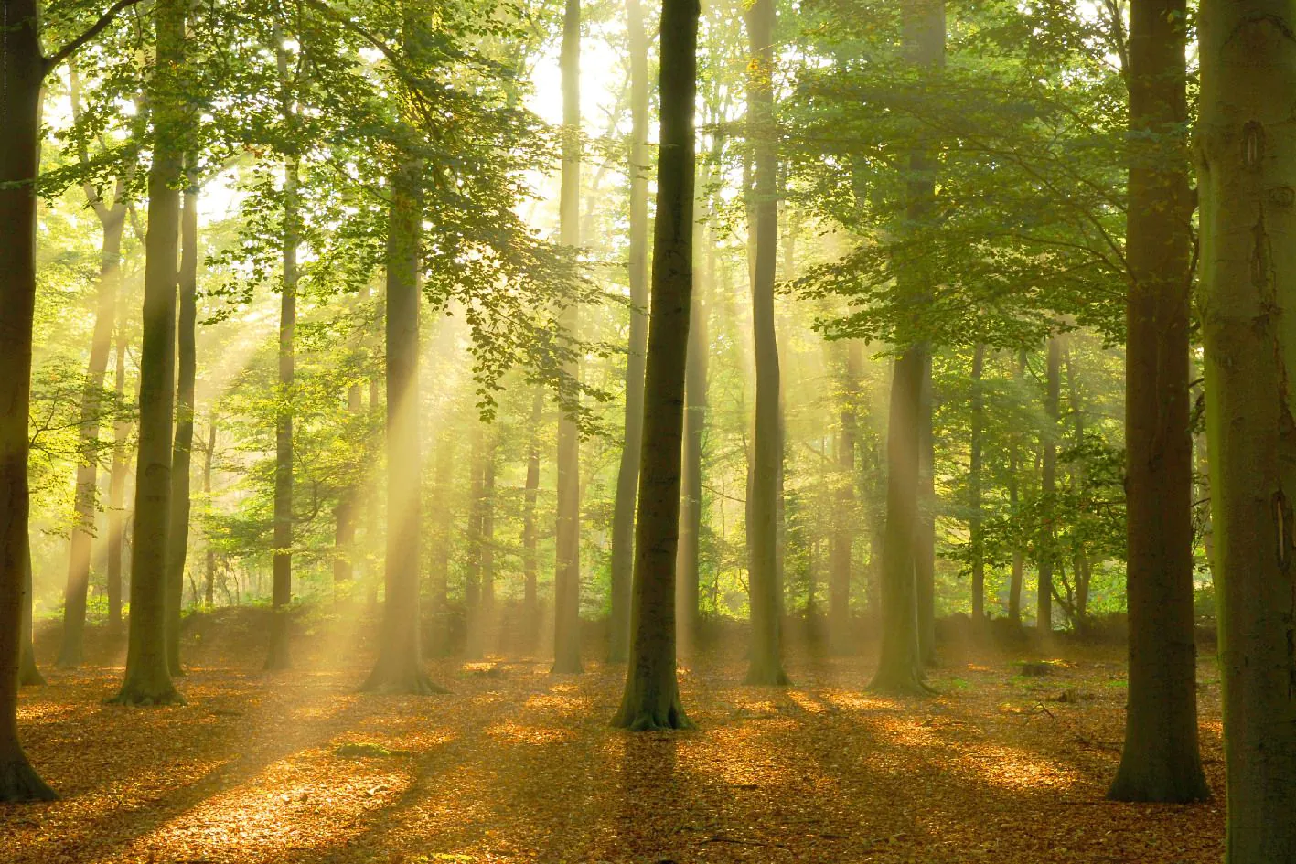Poster Sunbeam Forest, 61 x 91 cm