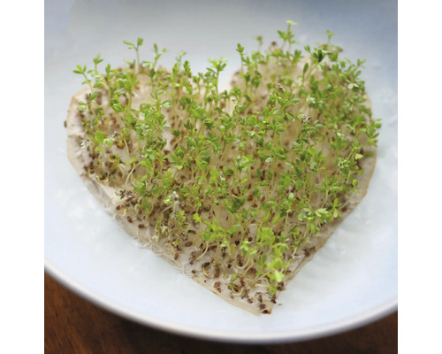 Tuinkers 'Lepidium sativum' Tuinkers 'Mijn oogst Spruiten Groene spruiten Tuinkershart