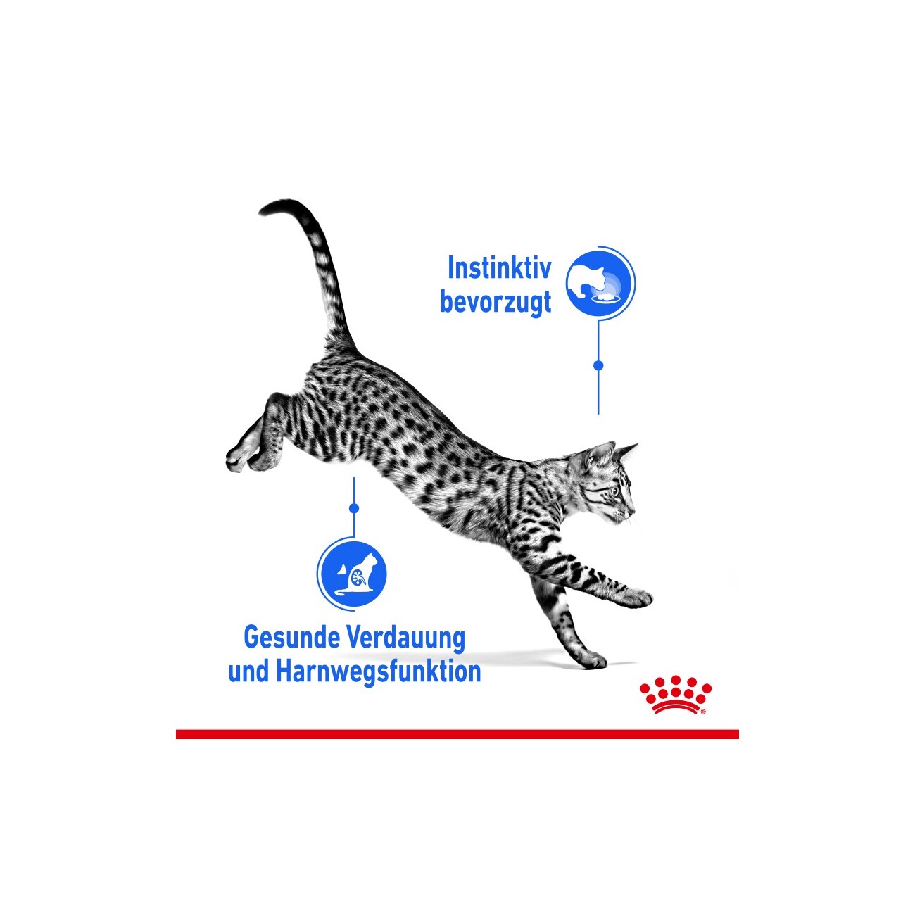 ROYAL CANIN Indoor Sterilised Adult in Soße 12x85 g