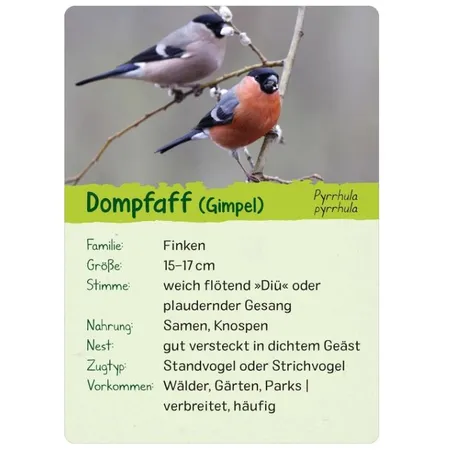 ars Edition Naturforscher Kids: Vögel (Karten )