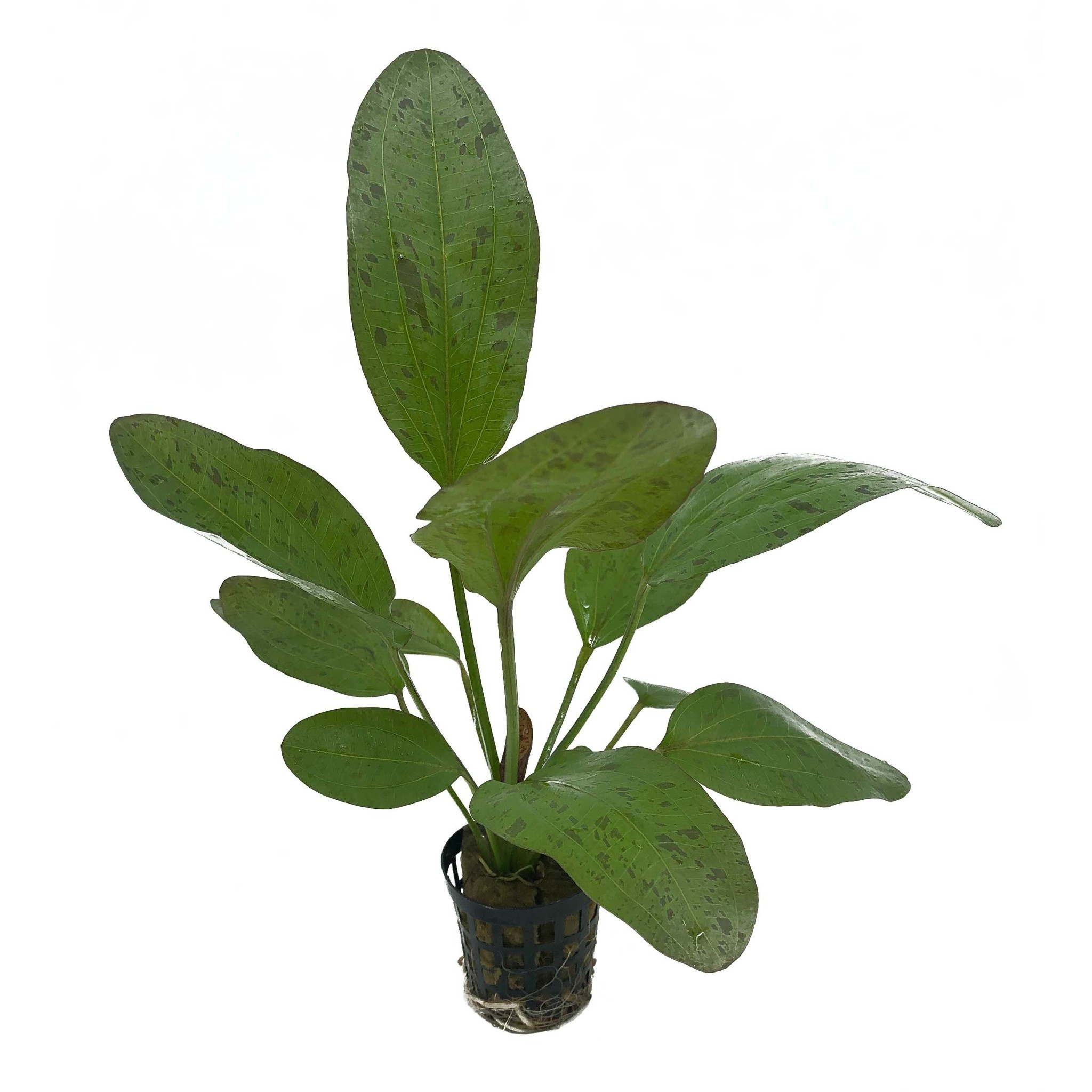 AquastoreXL Plantenpakket Large 1 | Aquariumplanten