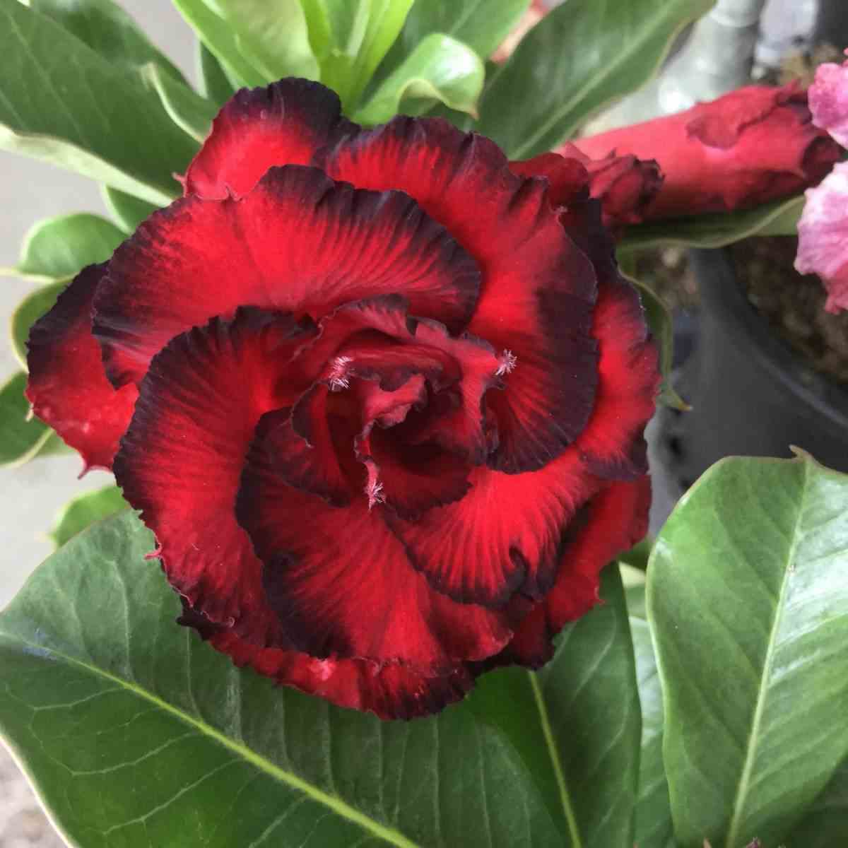 Adenium obesum cv.dragon blood rouge - taille caudex d'environ 150g