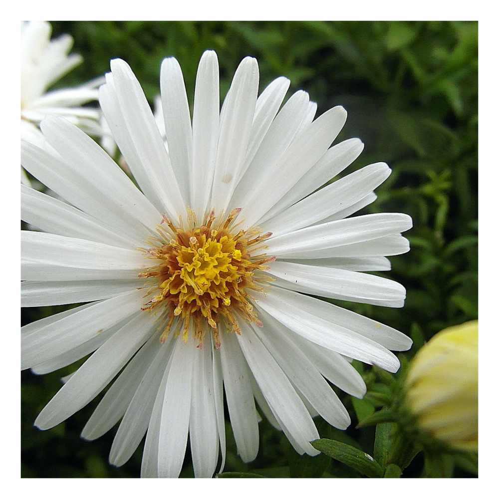 Aster des alpes white/aster alpinus 'white'[-]pot de 3l - 20/40 cm