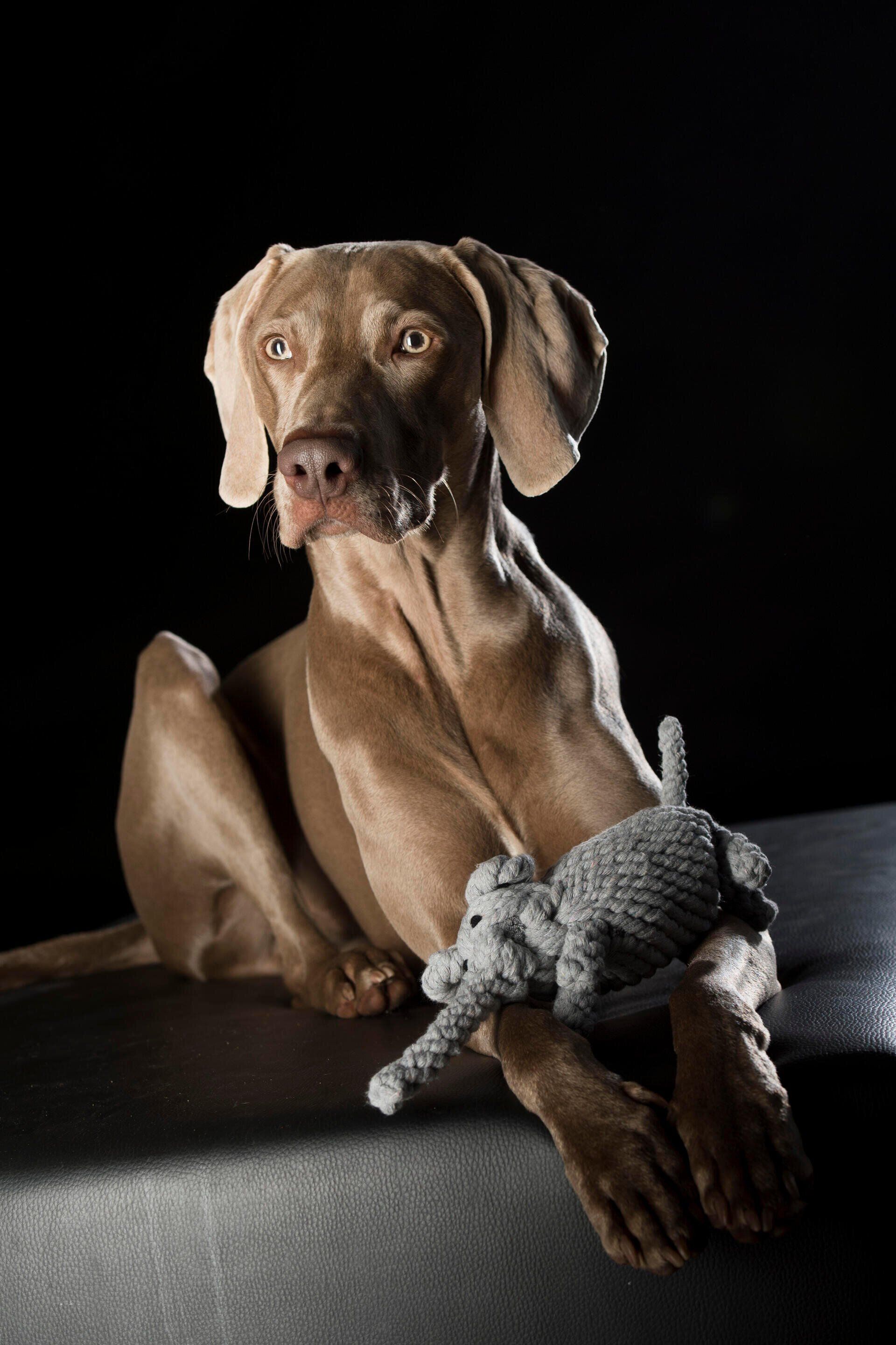 Hundespielzeug Elton Elefant - Laboni