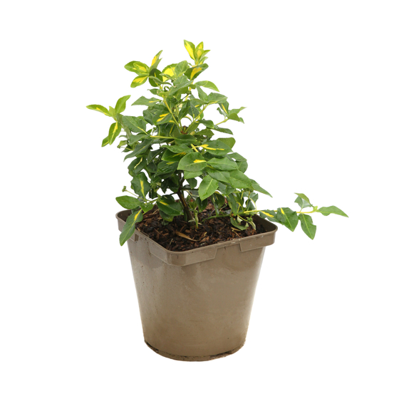 Euonymus 'Blondy®' pot 3L