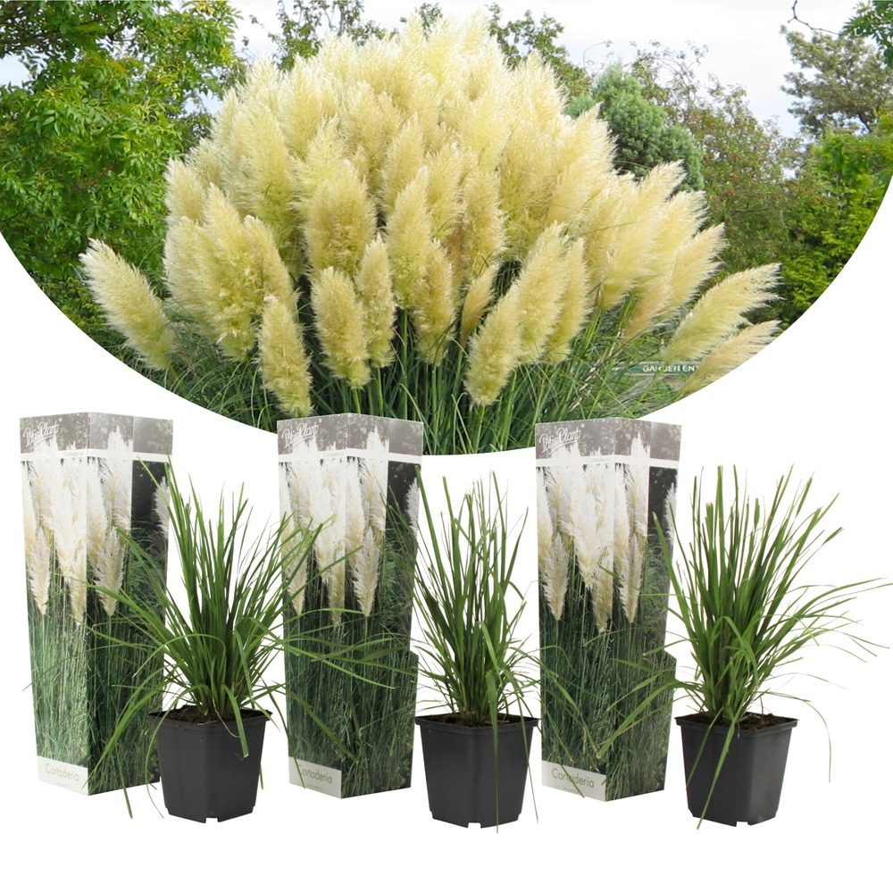 Herbe de la pampa selloana - set de 3 - la pampa - blanc - pot 9cm - hauteur 25-40cm