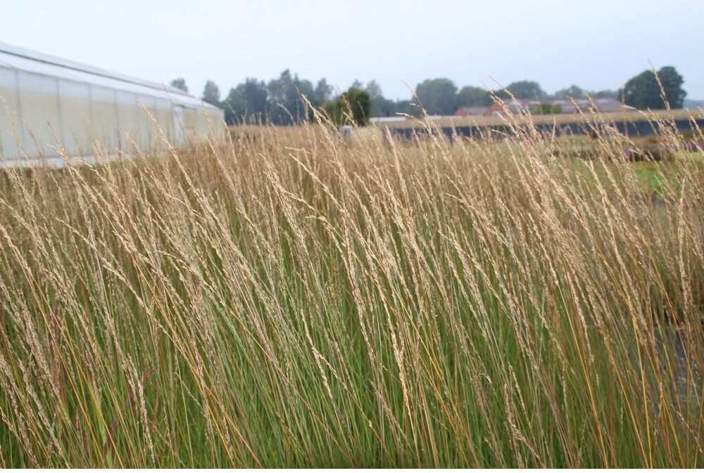 Pijpenstrootje (Molinia caerulea 'Heidebraut') D 9 H 10 cm