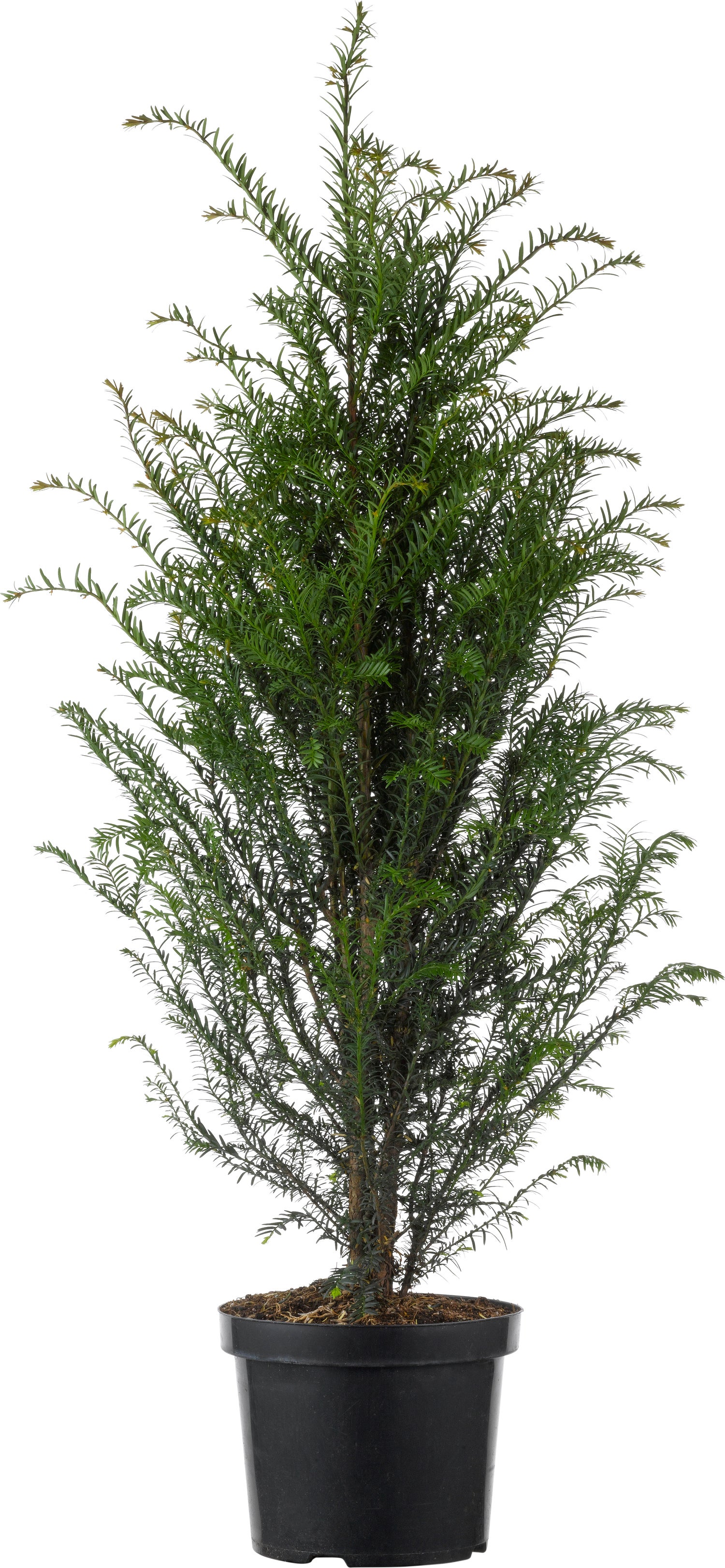 Taxus (Taxus baccata) D 21 H 50 cm