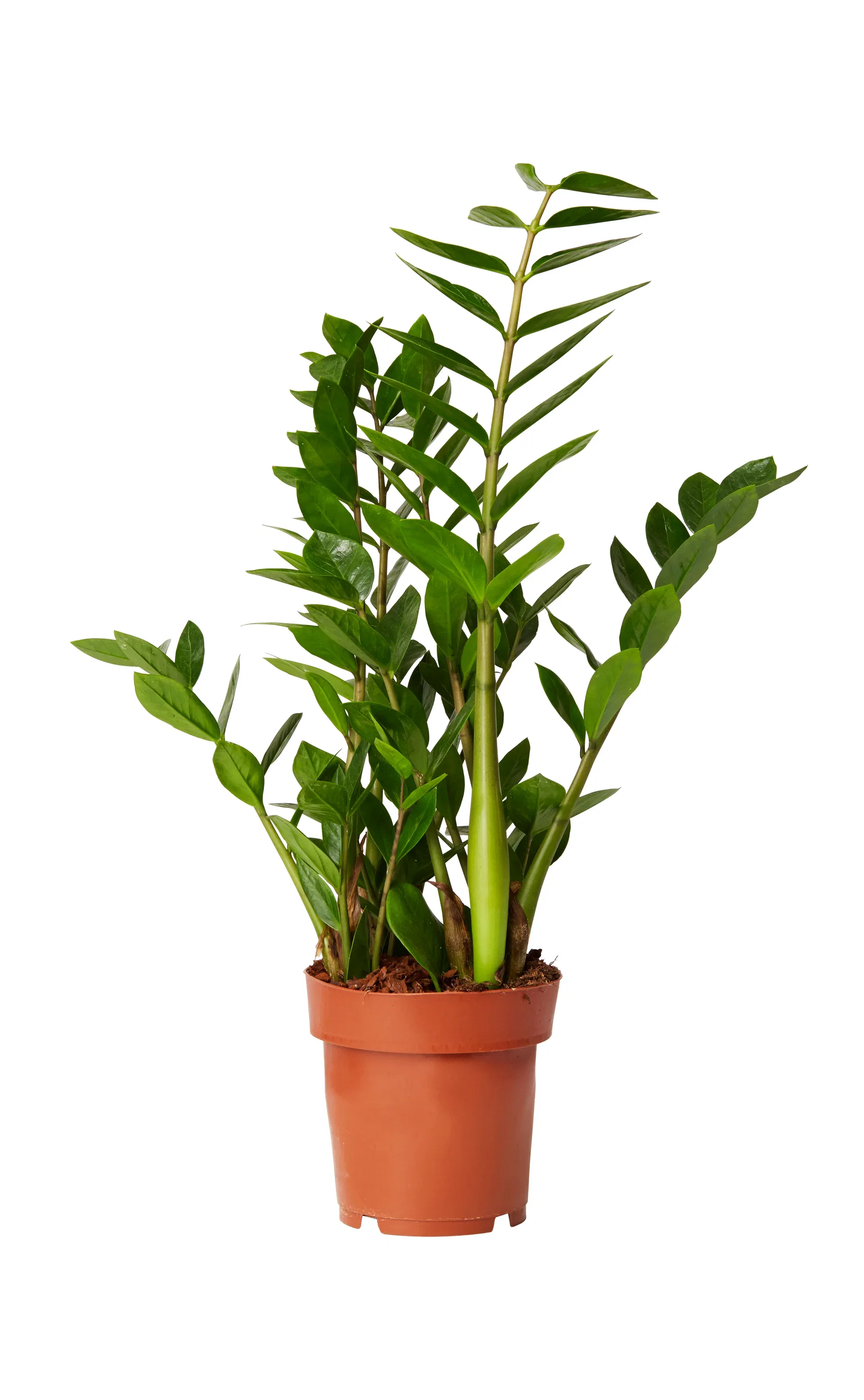 Zamioculcas zamiifolia Smaragdpalme Høyde 65 cm