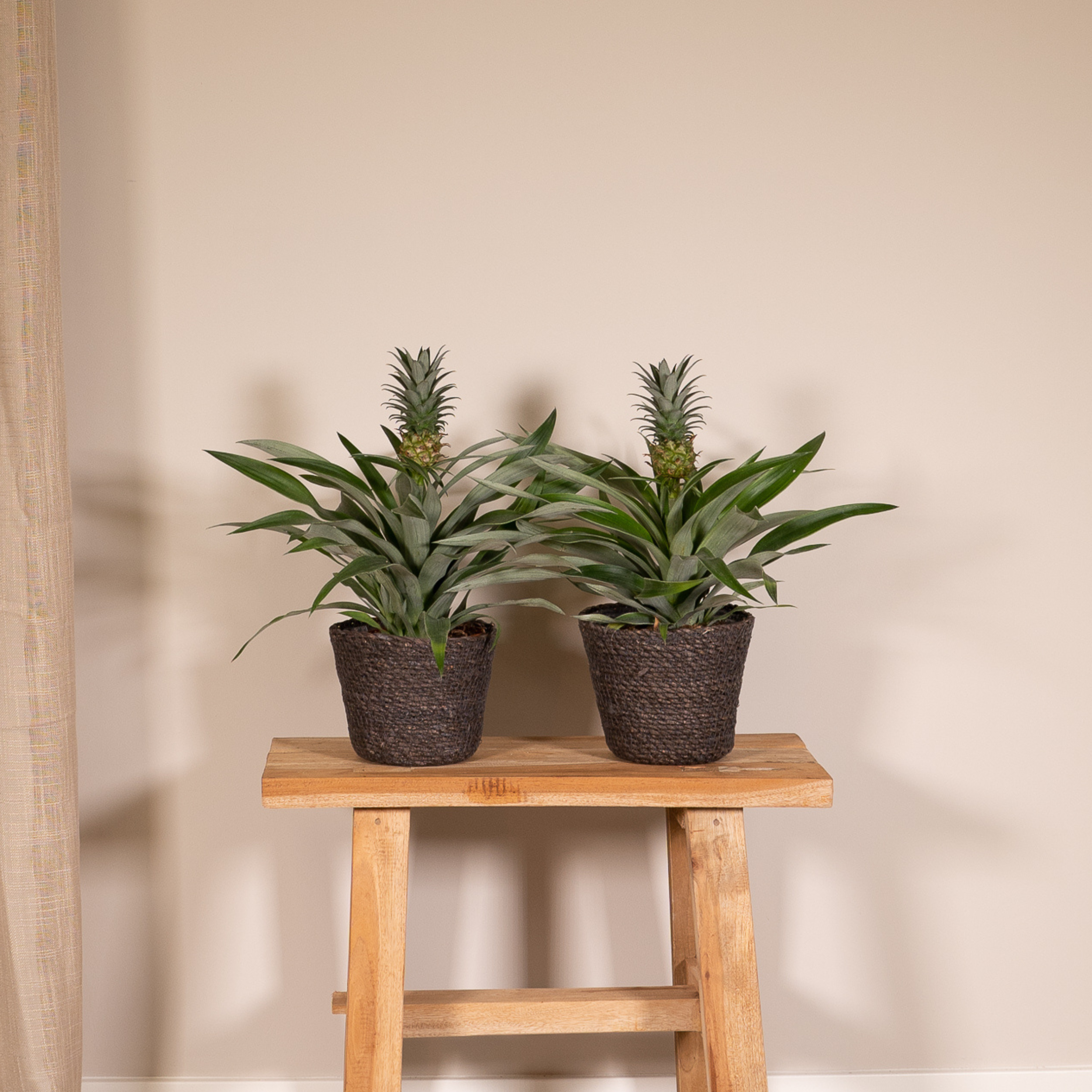 Plante d'intérieur - bromelia - lot de 2 30cm