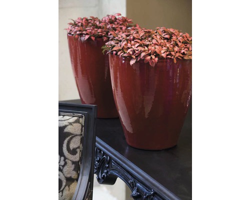 Mozaïekplant FloraSelf Fittonia verschaffeltii 'Forest Flame' H 10 cm Ø 12 cm pot
