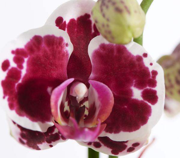 Schmetterlingsorchidee - Phalaenopsis