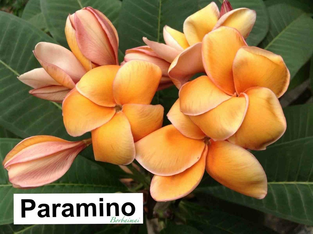 Plumeria rubra 