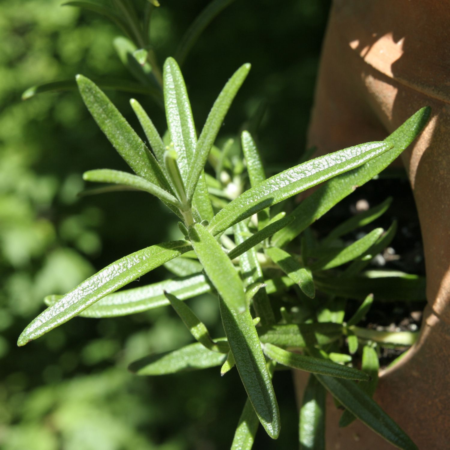 PEPPERMINTMAN Estragon, Bio