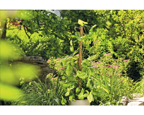 Kokosnoot plantensteker, FloraSelf Nature, H 60 cm Ø 40 mm, bruin, uitschuifbaar