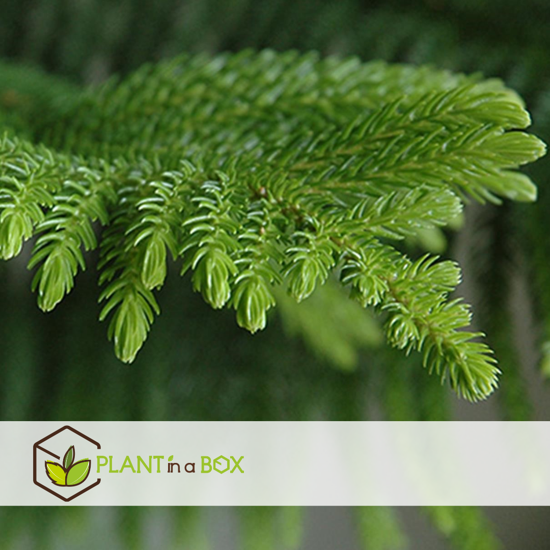 Araucaria heterophylla - inclus panier - pin - pot 17cm - hauteur 50-60cm