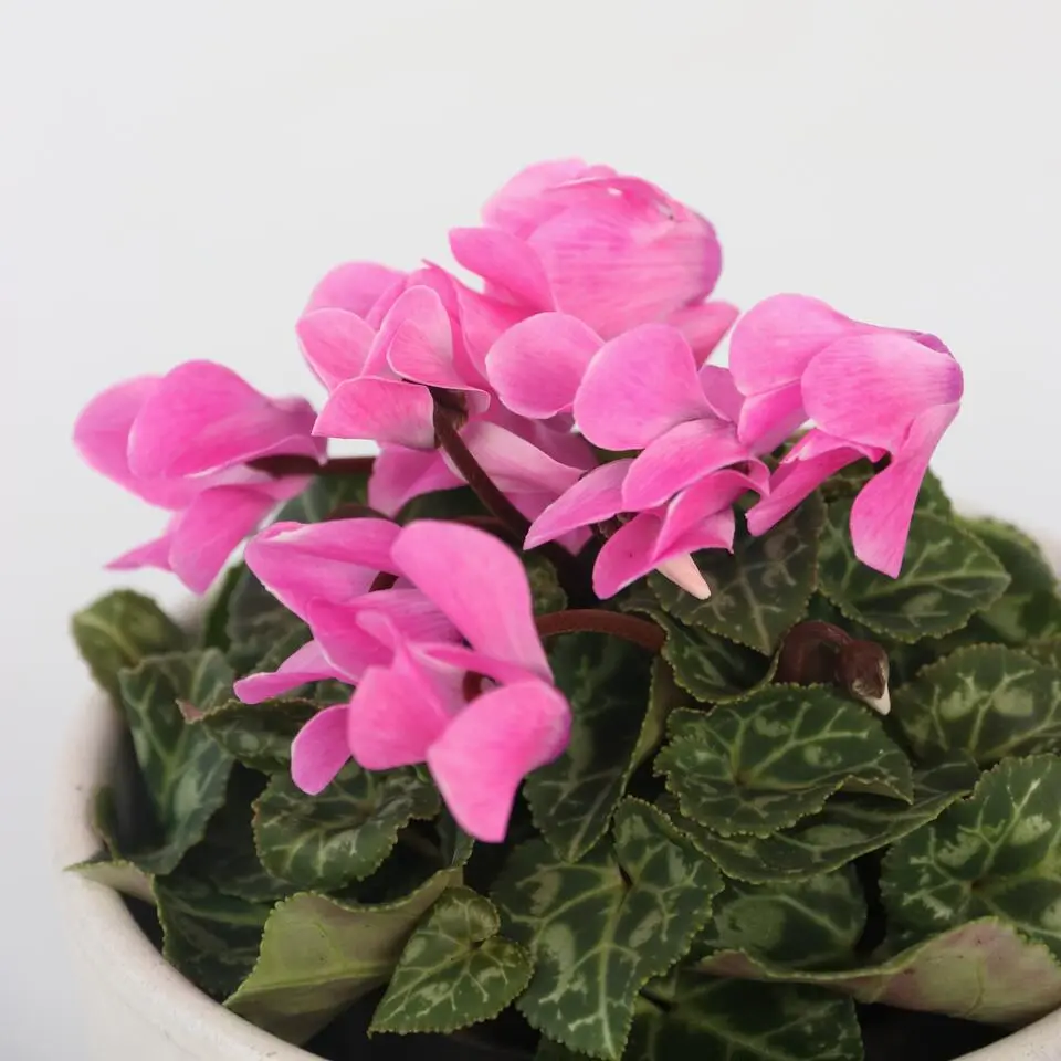 Perzisch cyclaam - Set van 6 - Cyclamen persicum - Hoogte 10-20cm - ⌀9cm