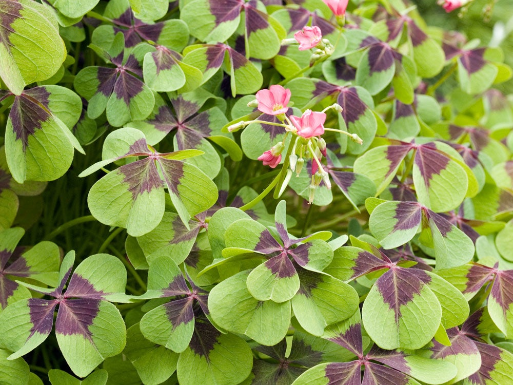 Biologische Klaverzuring (Oxalis tetraphylla) D 13 H 15 cm