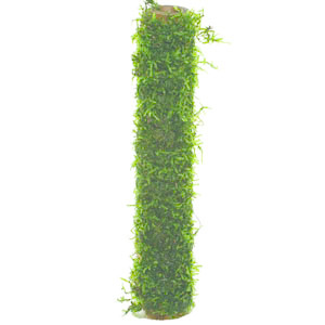 Waterplant Bamboo stok met Javamos XL 30cm
