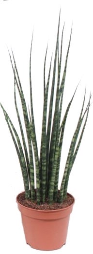 Vrouwentong (Sansevieria 'Fernwood Mikado') D 8 H 25 cm
