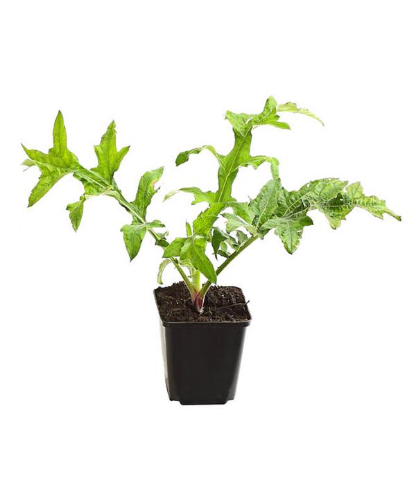 Bio Kugeldistel