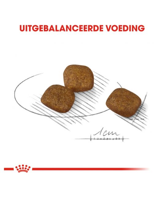 Royal Canin Coat Care Mini - Hondenvoer
