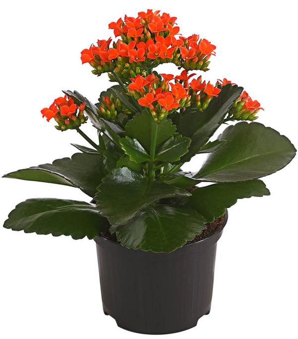 Flammendes Käthchen - Kalanchoe blossfeldiana