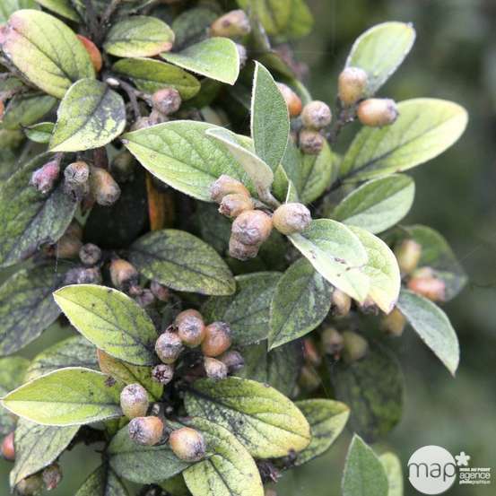 Cotoneaster franchetti : pot 2L