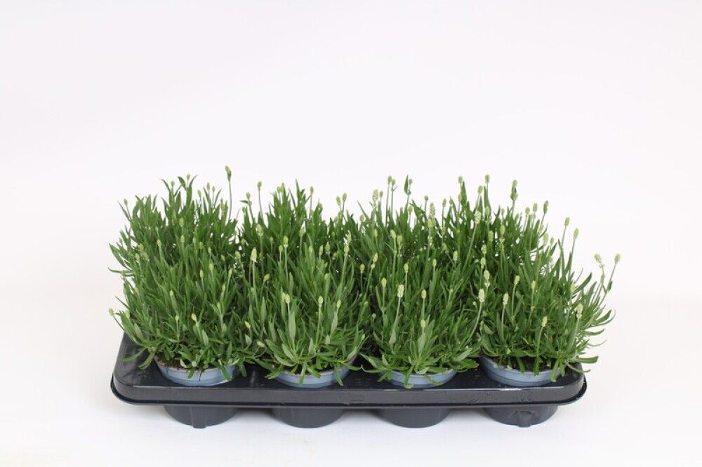 LAVENDEL STAUDE HVIT ANGUSTIF 12CM