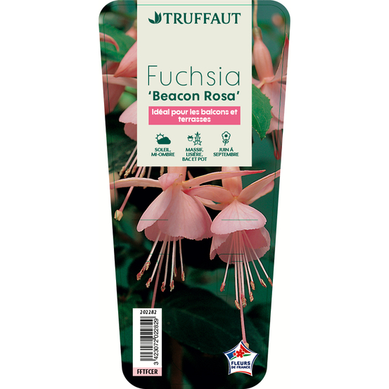Fuchsia Beacon Rosa : godet vert