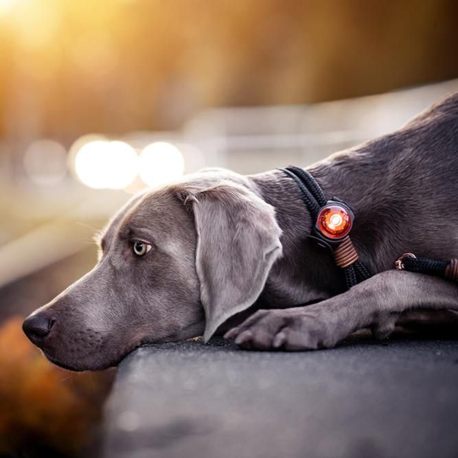 Orbiloc Sicherheitslicht Dog Dual Amber