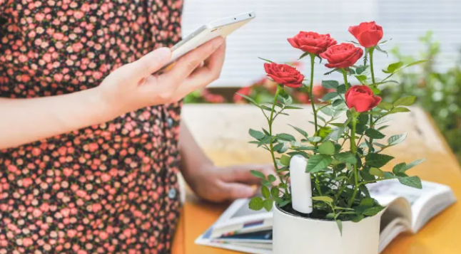 Flower Care Bluetooth Pflanzen Sensor Blumenerde Feuchtigkeits Messgerät inkl. CR2032 Batterie (iOS/Android) - Weiss
