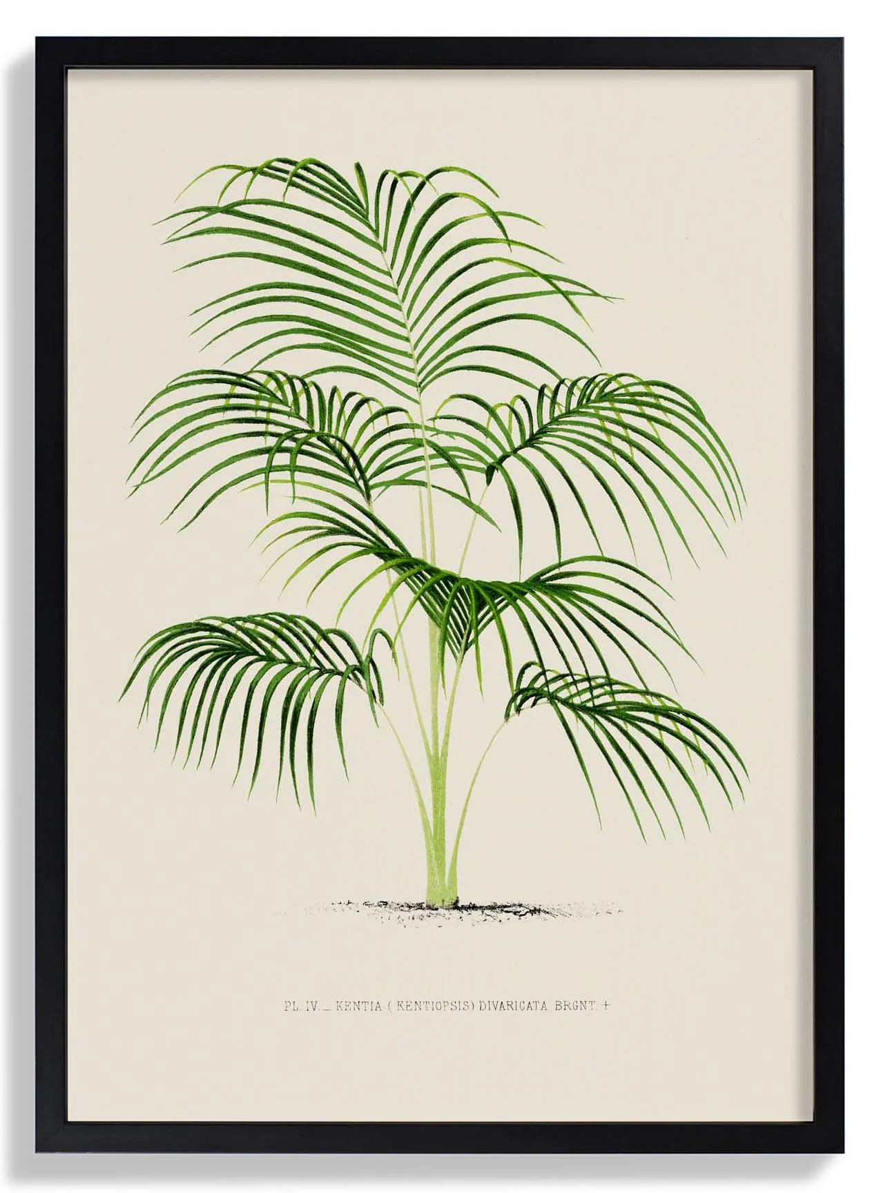 Kentia Divaricata Palm Tree Kunstdruck