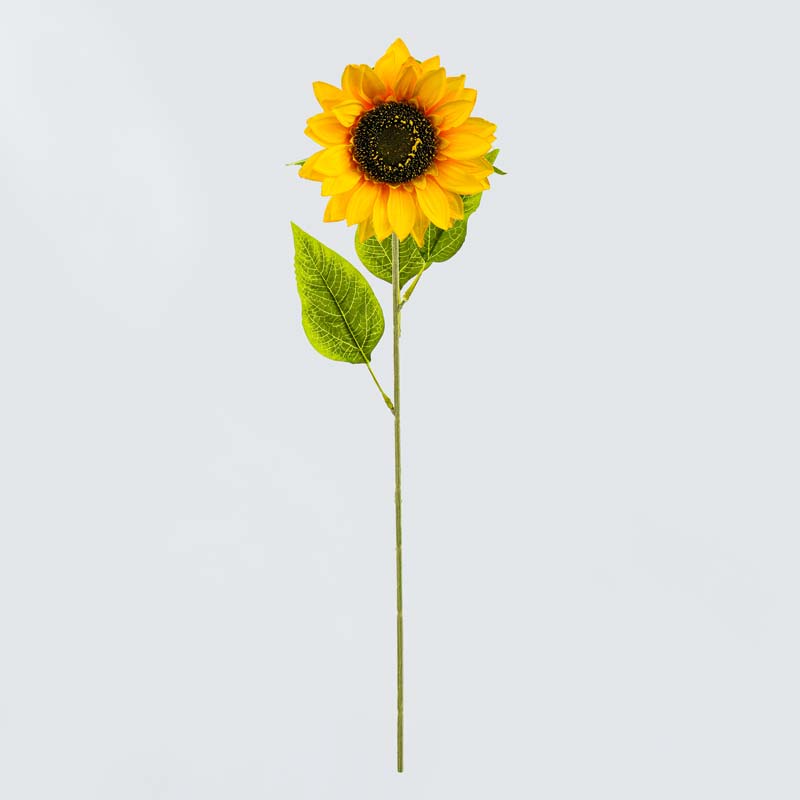 Tige de de tournesol