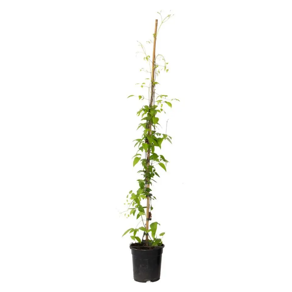 Bosrank - Clematis 'The President' - Hoogte 100-120cm - ⌀17cm