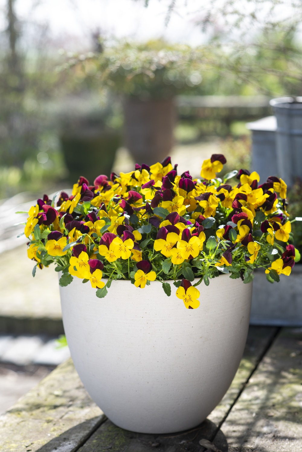 Plant de viola cornuta pot 10,5 cm