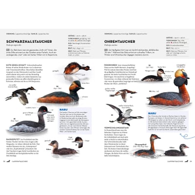 Das NABU-Vogelbuch