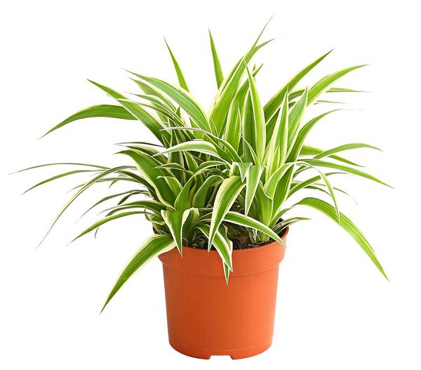 Grünlilie - Chlorophytum comosum 'Ocean'