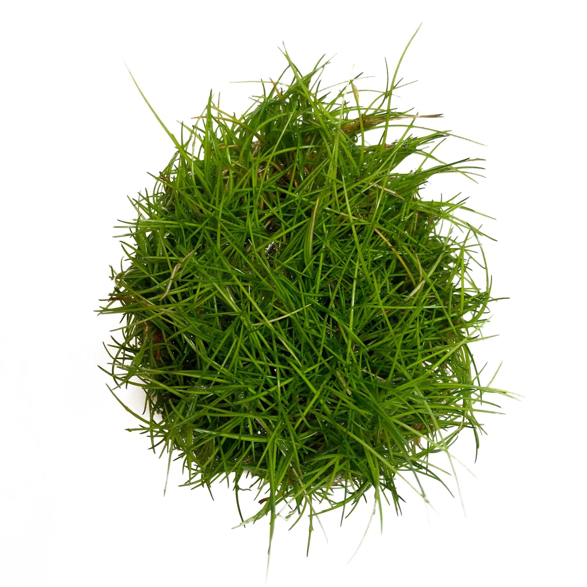 Waterplant Eleocharis Parvula in vitro bakje