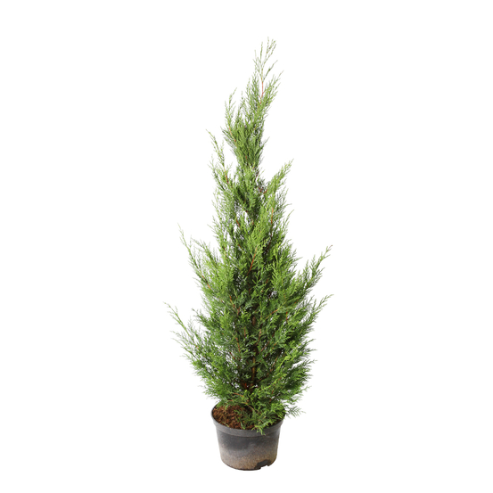 Cupressocyparis leylandii '2001' pot 7L