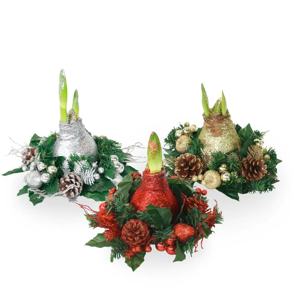 Amaryllis - Hippeastrum 'Kerstkransmix'