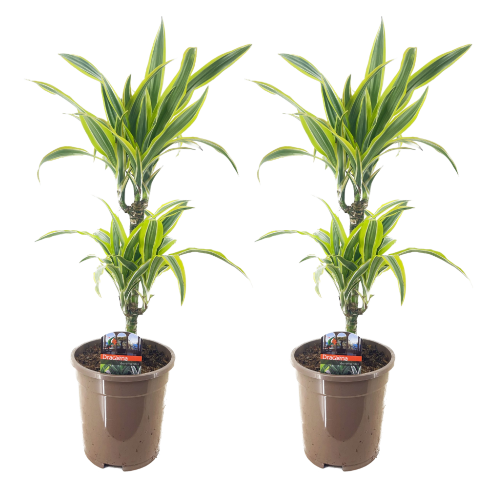 Dracaena deremensis - lemon lime - dragonniers - set de 2