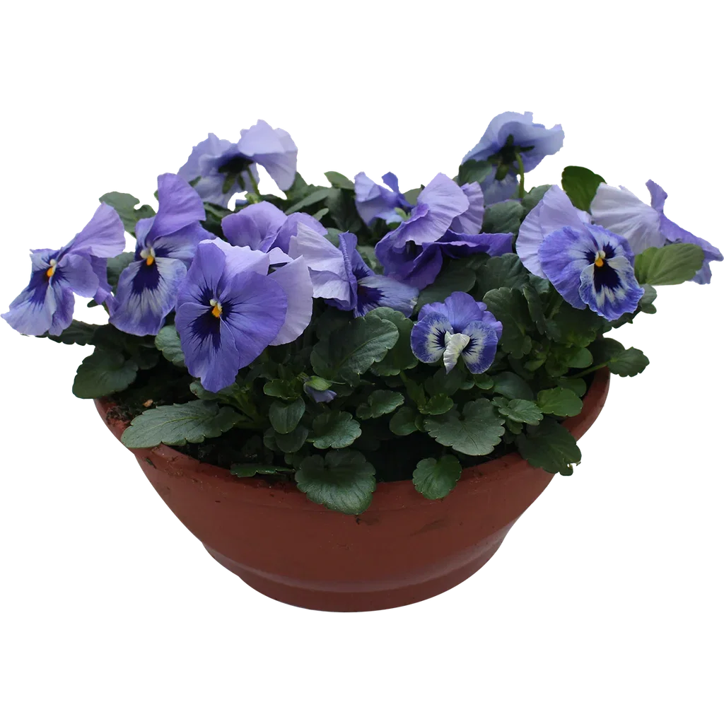 Viola x wittrockiana Stemor storblomstret Ø27 cm