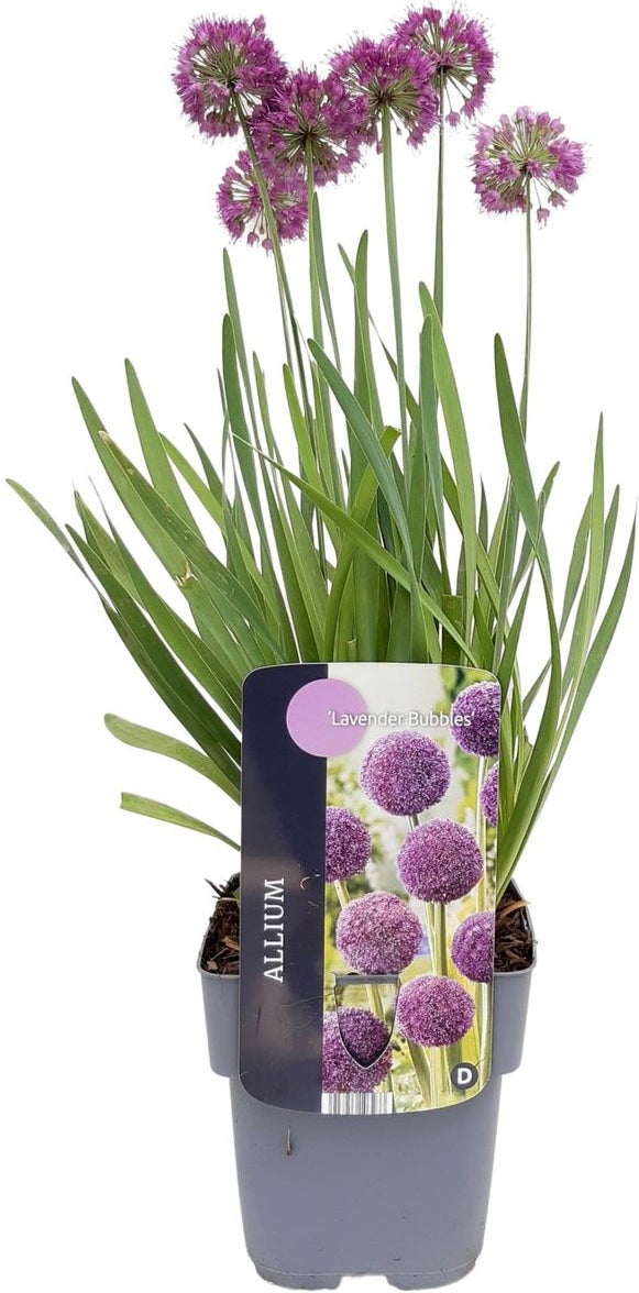 Sierui (Allium 'Lavender Bubbles') D 17 H 10 cm