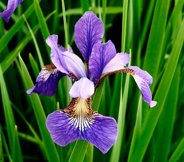 Blaue Sumpf-Iris
