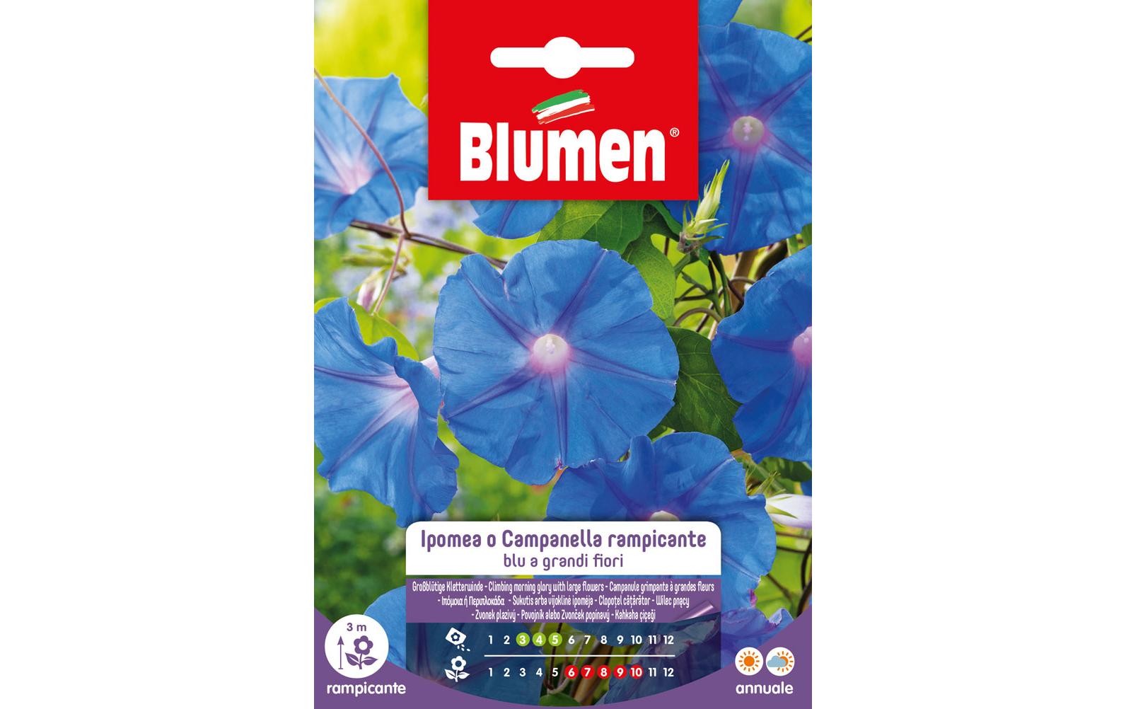 Saatgut Grossblütige KletterwindeBlumensamen