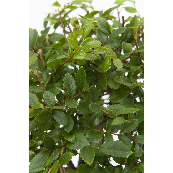 Bonsai Zelkova en céramique