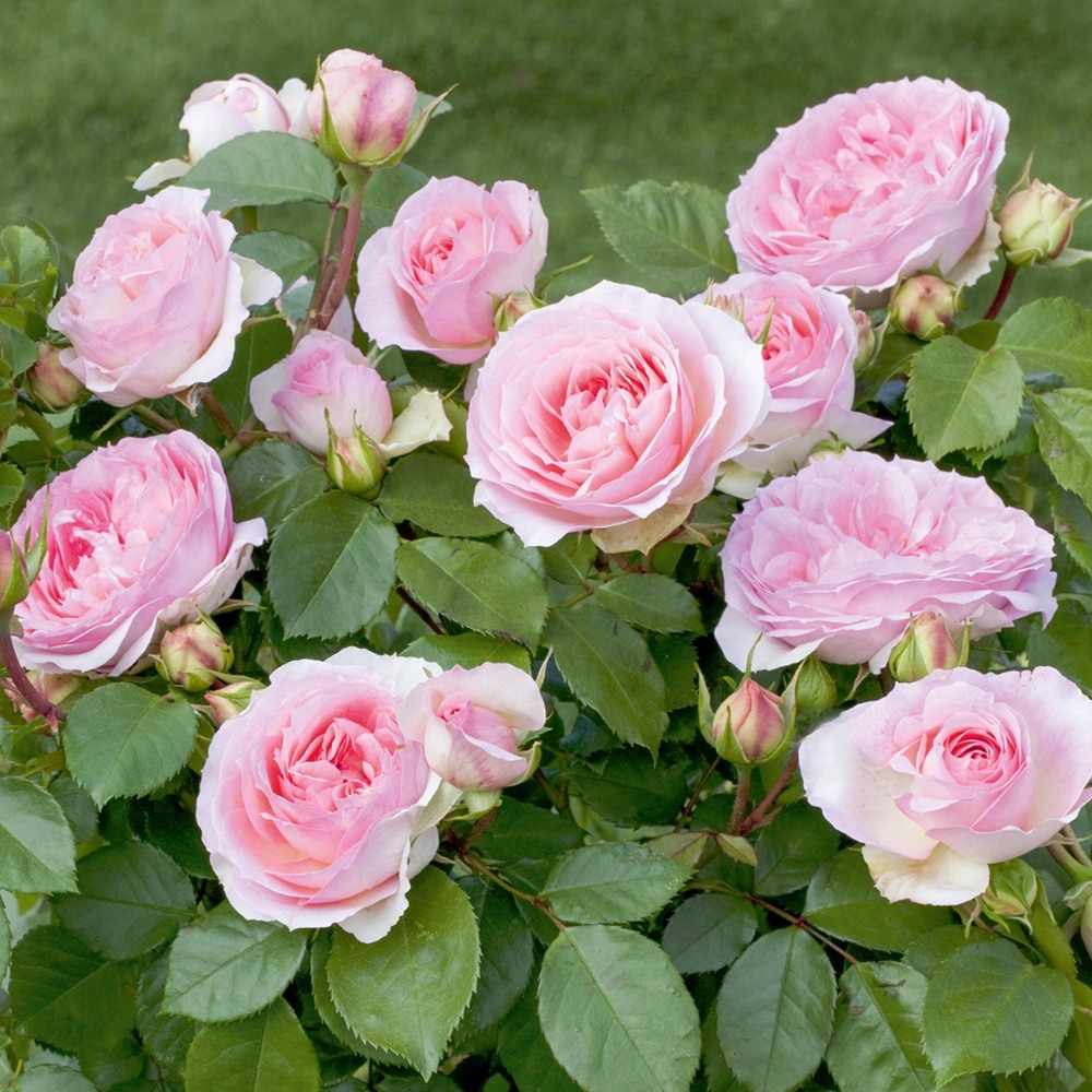 Rosier sophia romantica ® meisselpier sans motte