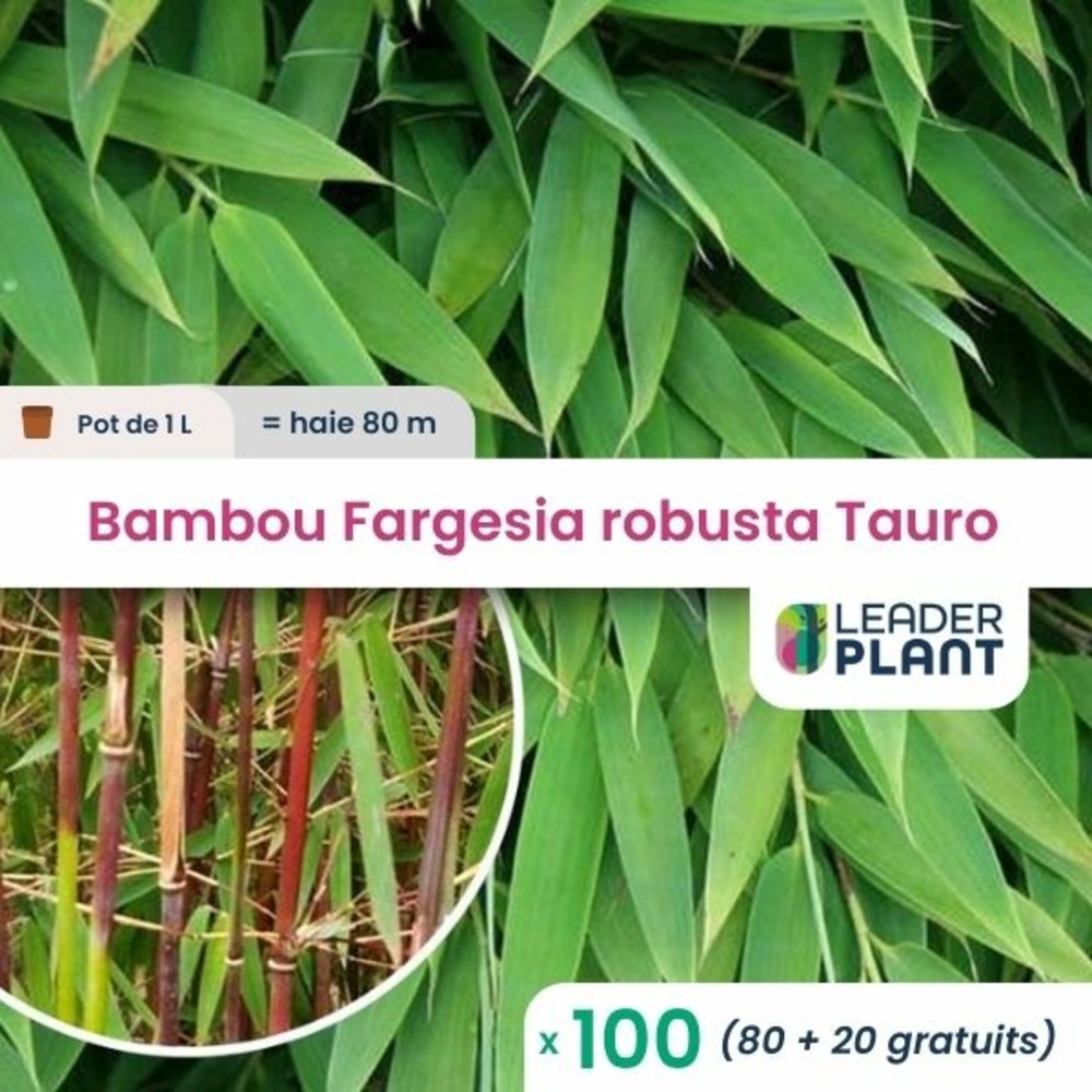 100 x bambou fargesia robusta tauro en pot de 1 l